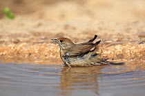 Eurasian blackcap (Sylvia atricapilla) female bathing, Oman, September
