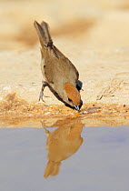 Eurasian blackcap (Sylvia atricapilla) female at water, drinking, Oman, September