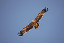 Eastern imperial eagle (Aquila heliaca) immature in flight, Oman, November