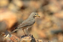 Desert lark (Ammomanes deserti) with nest material, Oman, April