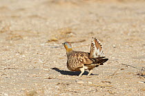 Crowned sandgrouse (Pterocles coronatus) male showing tail in display, Oman, January