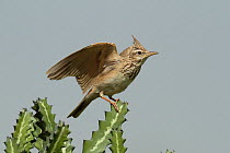 Crested lark (Galerida cristata) perched, stretching wings, Oman, April