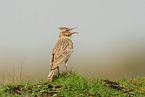 Crested lark (Galerida cristata) singing, Oman, April