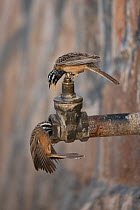 Cinnamon breasted bunting (Emberiza tahapisi) two drinking from water pipe, Oman, November