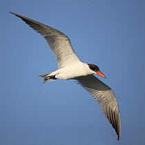 Caspian tern (Sterna caspia) in flight, Oman, January