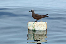 Brown noddy / Common noddy (Anous stolidus) on buoy, Oman, September