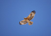 Bonelli's eagle (Aquila fasciatus / Hieraaetus fasciatus) juvenile in flight, Oman, December