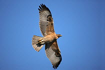 Bonelli's eagle (Aquila fasciatus) juvenile in flight, Oman, November