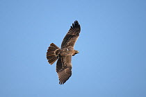 Bonelli's eagle (Aquila fasciatus) juvenile in flight, seen from above, Oman, November
