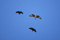 Bonelli's eagle (Aquila fasciatus) in flight, being harassed by two Fan tailed raven (Corvus rhipidurus) Oman, January