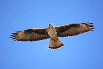 Bonelli's eagle (Aquila fasciatus) in flight, Oman, January