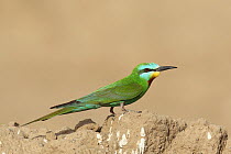 Blue cheeked Bee eater (Merops persicus) adult, Oman, April