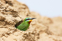Blue cheeked Bee eater (Merops persicus) adult at nest hole, Oman, April
