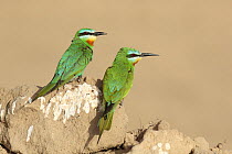 Blue cheeked Bee eater (Merops persicus) pair at breeding site, Oman, April