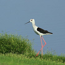 Black winged stilt (Himantopus himantopus) at lake, Oman, September