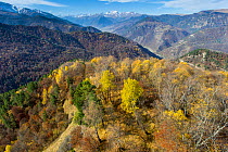 Forest line in valley near Teberda settlement, foothills of Caucasus Mountains, Karachay-Cherkessia, Russia. October 2013.