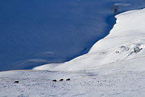 Snowy mountain landscape, with small European bison (Bison bosanus) herd, Wisent, Western Caucasus near Djuga ridge, Russia, March 2013.