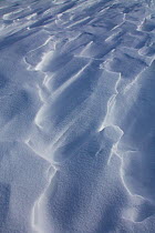 Snowdrifts, called 'sastrugi', Salanzovy, Kavkazsky Zapovednik, west Caucasus Mountains, Adygea, Russia, February 2013.