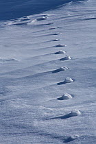 European hare (Lepus europaeus) tracks, Kavkazsky Zapovednik, west Caucasus Mountains, Adygea, Russia, March.