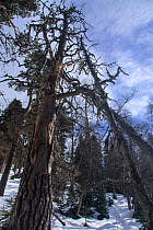 Mixed forest with Nordmann Fir (Abies nordmanniana), Scots Pine (Pinus sylvestris), Caucasian spruce (Picea orientalis) and Caucasian birch (Betula medwediewii), Kavkazsky Zapovednik, west Caucasus Mo...