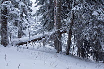 Mixed forest with Nordmann Fir (Abies nordmanniana), Scot's Pine (Pinus sylvestris), Caucasian spruce (Picea orientalis) and Caucasian birch (Betula medwediewii), Kavkazsky Zapovednik, west Caucasus M...