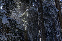 Mixed forest with Nordmann Fir (Abies nordmanniana), Scot's Pine (Pinus sylvestris), Caucasian spruce (Picea orientalis) and Caucasian birch (Betula medwediewii), Kavkazsky Zapovednik, west Caucasus M...