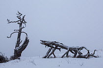 Nordmann Fir (Abies nordmanniana) in snow, Kavkazsky Zapovednik, W Caucasus Mountains, Adygea, Russia, February.