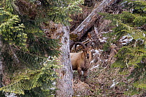 West Caucasian tur (Capra caucasica) in mixed forest, Djuga, Kavkazsky Zapovednik, west Caucasus Mountains, Adygea, Russia, March.