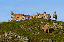 West Caucasian tur (Capra caucasica) herd, Abago, Kavkazsky Zapovednik, Russia, July.