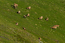 West Caucasian tur (Capra caucasica) herd grazing on mountain slope, Abago, Kavkazsky Zapovednik, Russia, July.