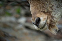 West Caucasian tur (Capra caucasica) close up of nose, Abago, Kavkazsky Zapovednik, Russia, July.