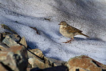 Water pipit (Anthus spinoletta) on a snowfield, Abago, Kavkazsky Zapovednik, Russia, July.