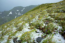Bellflower (Campanula petrophila) in habitat, Caucasus endemic species, Abago, Kavkazsky Zapovednik, Russia, June.