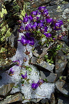 Bellflower (Campanula petrophila) in snow. Caucasus endemic species, Abago, Kavkazsky Zapovednik, Russia, June.
