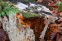 Fungi (Antrodia xantha) covering a tree stump and causing brown rot, Belgium, November.