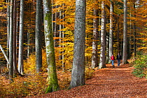 Man and woman with a dog walking along a path in a broadleaf woodland in autumn,  Bayerischer Wald / Bavarian Forest National Park, Germany, October 2013.