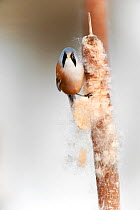 Male Bearded reedling (Panurus biarmicus) eating seeds from the spike of a common bulrush (Typha latifolia) in a reedbed, Belgium, January.
