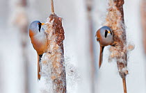Two male Bearded reedling (Panurus biarmicus) eating seeds from the spike of a common bulrush (Typha latifolia) in a reedbed, Belgium, January. Digital composite.