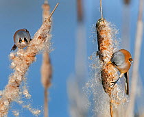 Two male Bearded reedling (Panurus biarmicus) eating seeds from the spike of a common bulrush (Typha latifolia) in a reedbed, Belgium, January. Digital composite.