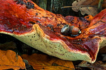 Close up of a Beefsteak fungus (Fistulina hepatica), showing underside, Belgium, October.
