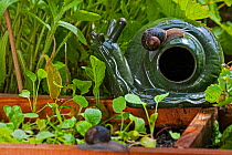 Common garden snail (Helix aspersa) on a decorative snail and slug beer trap in a vegetable garden, Belgium, July.