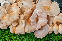 Bitter oyster (Panellus stipticus) growing on a tree trunk, Belgium, October.