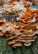 Bitter oyster (Panellus stipticus) growing on a tree stump, Belgium, October.