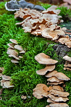 Bitter oyster (Panellus stipticus) growing on a tree stump, Belgium, October.
