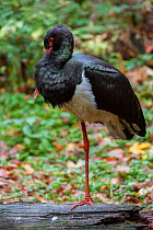 Black stork (Ciconia nigra) resting with its beak tucked into its chest, Bayerischer Wald / Bavarian Forest National Park, Germany, October.