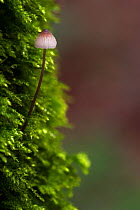 Bleeding fairy helmet (Mycena haematopus) growing from a moss covered tree trunk, Belgium, November.
