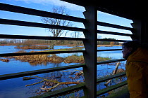 Birdwatcher looking out from a bird hide, Bourgoyen Ossemeersen nature reserve, Ghent, Belgium, December 2013.