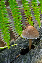 Common bonnet (Mycena galericulata) growing from a tree stump, Belgium, October.