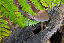 Common bonnet (Mycena galericulata) growing from a tree stump, Belgium, October.