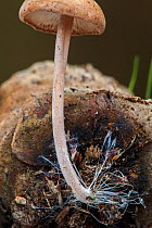 Conifercone cap (Baeospora myosura) growing from a pine cone, Belgium, October.